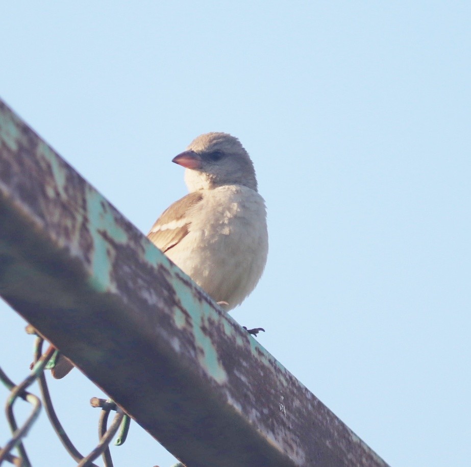 Yellow-throated Sparrow - Sanket Raut