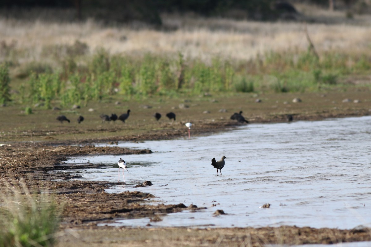 Black-tailed Nativehen - ML577801411