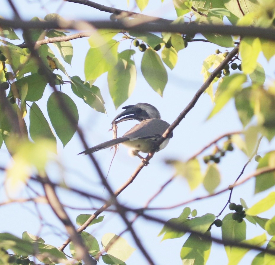 Indian Gray Hornbill - ML577801471