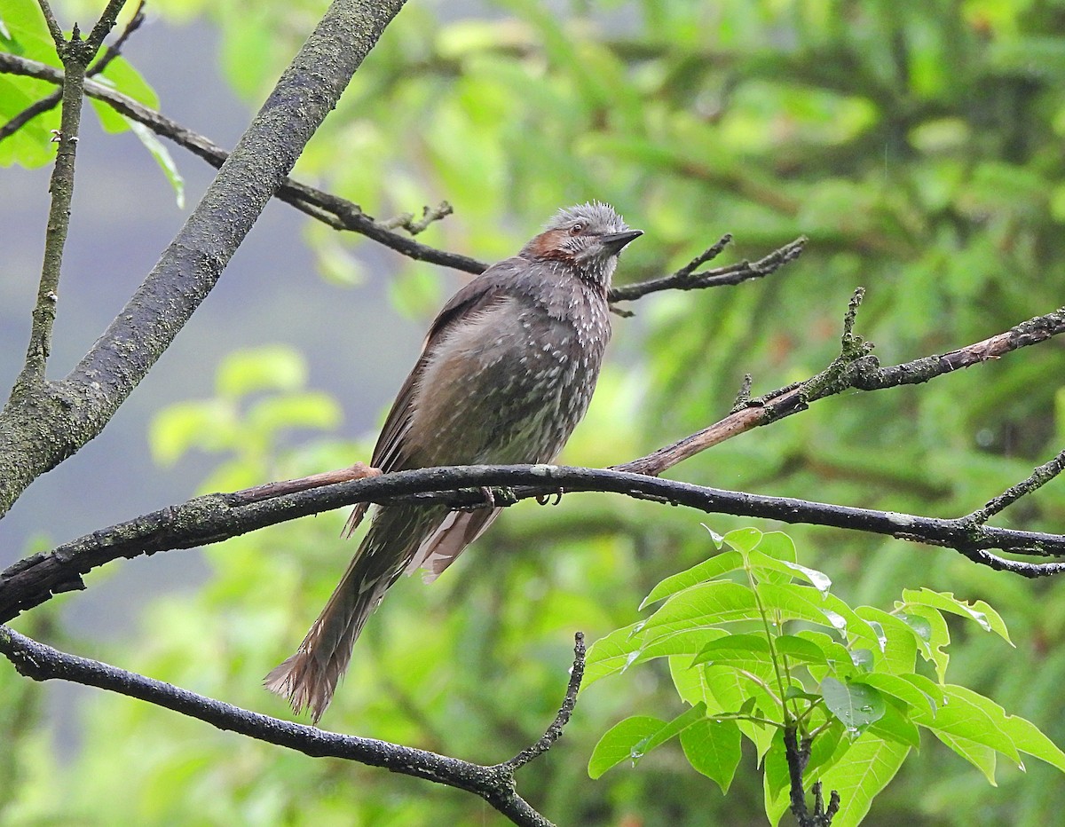 Brown-eared Bulbul - ML577801901