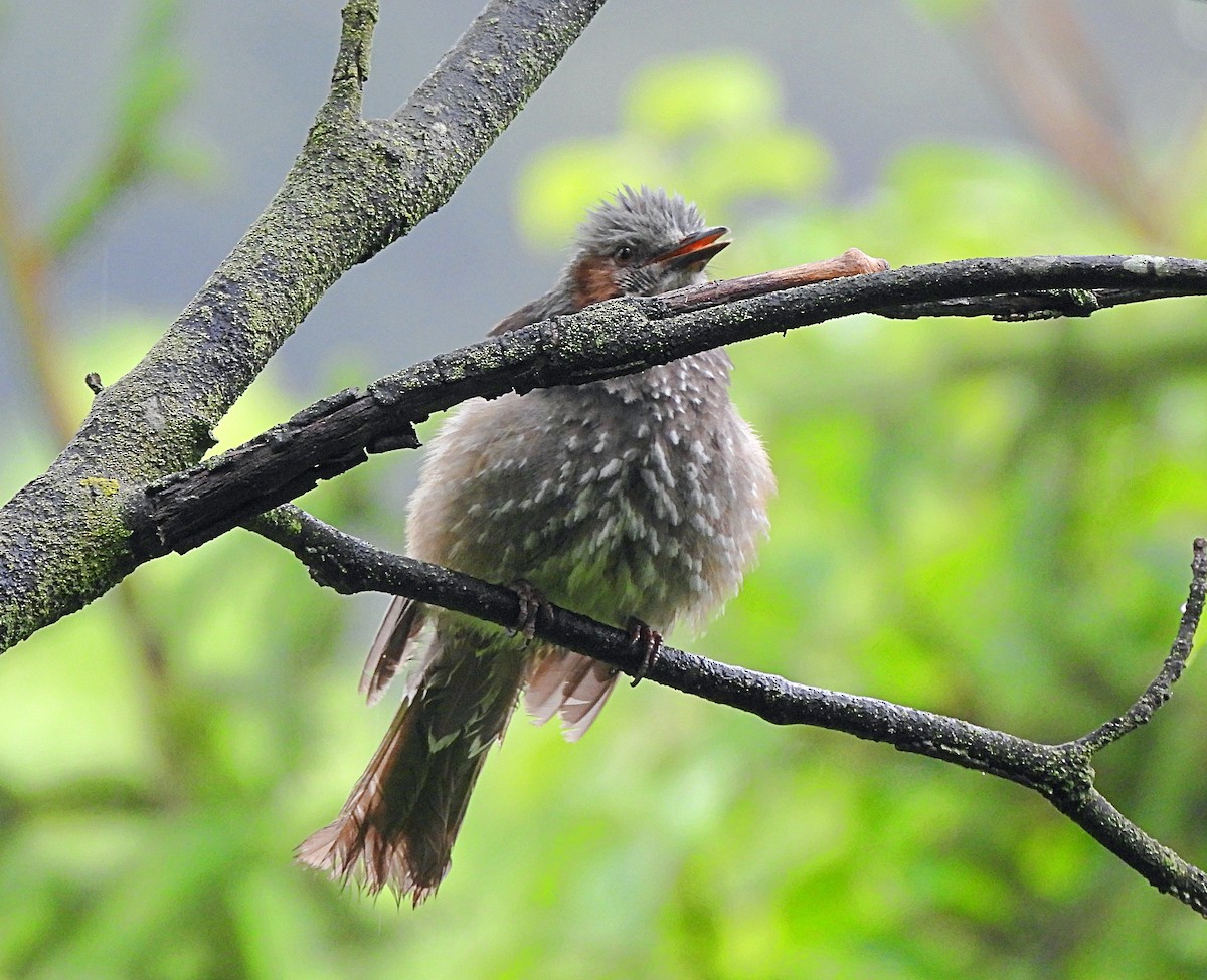 Brown-eared Bulbul - ML577801911
