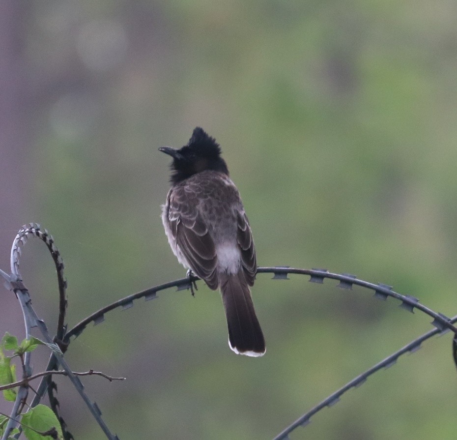 Red-vented Bulbul - ML577802051
