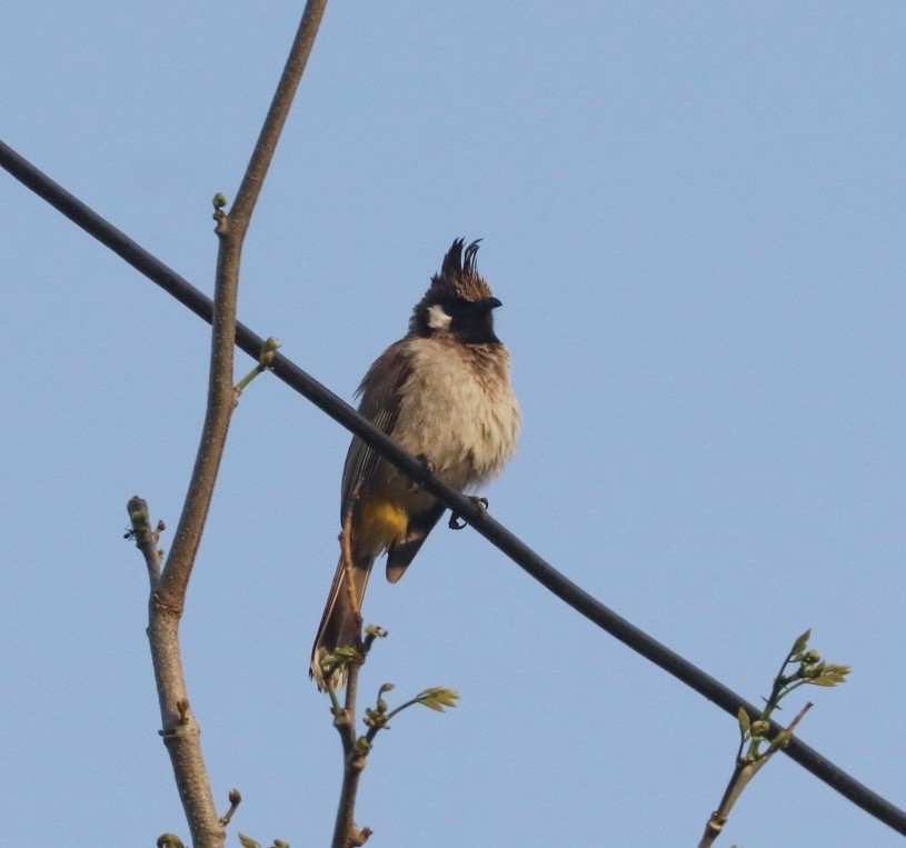 Himalayan Bulbul - ML577802431