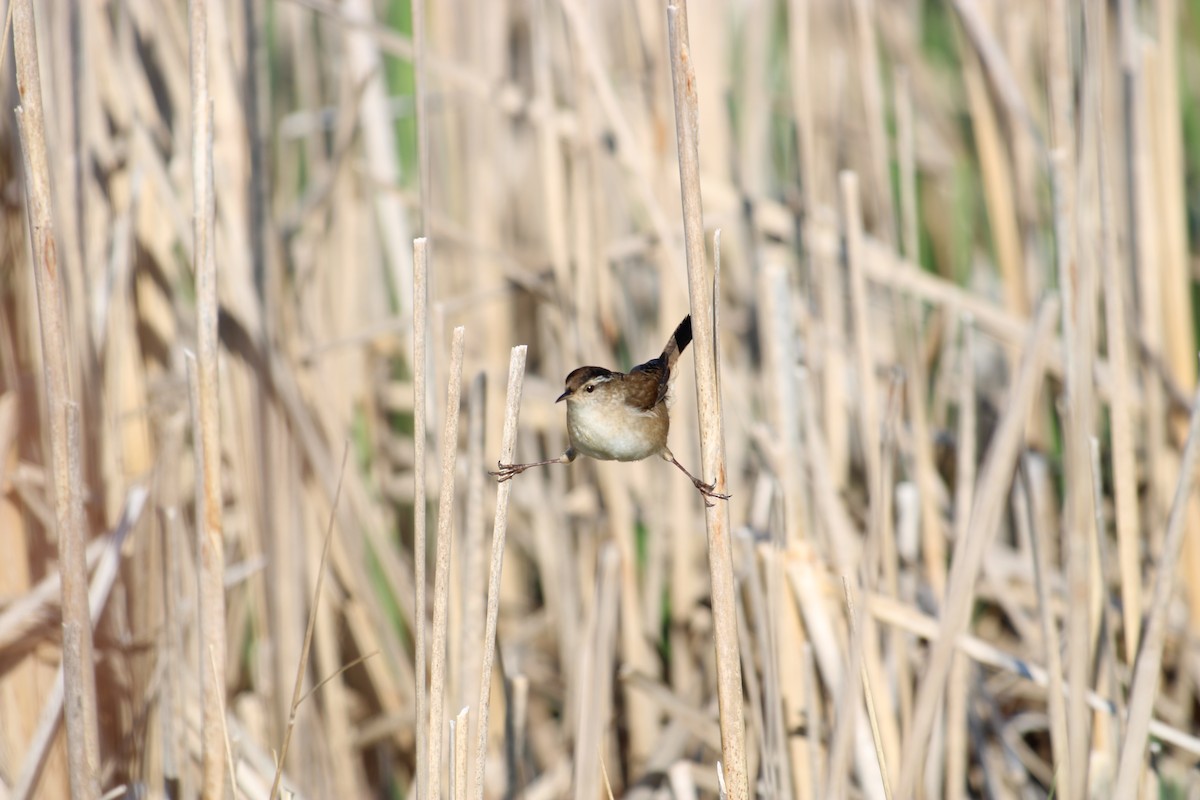 Marsh Wren - ML577802891