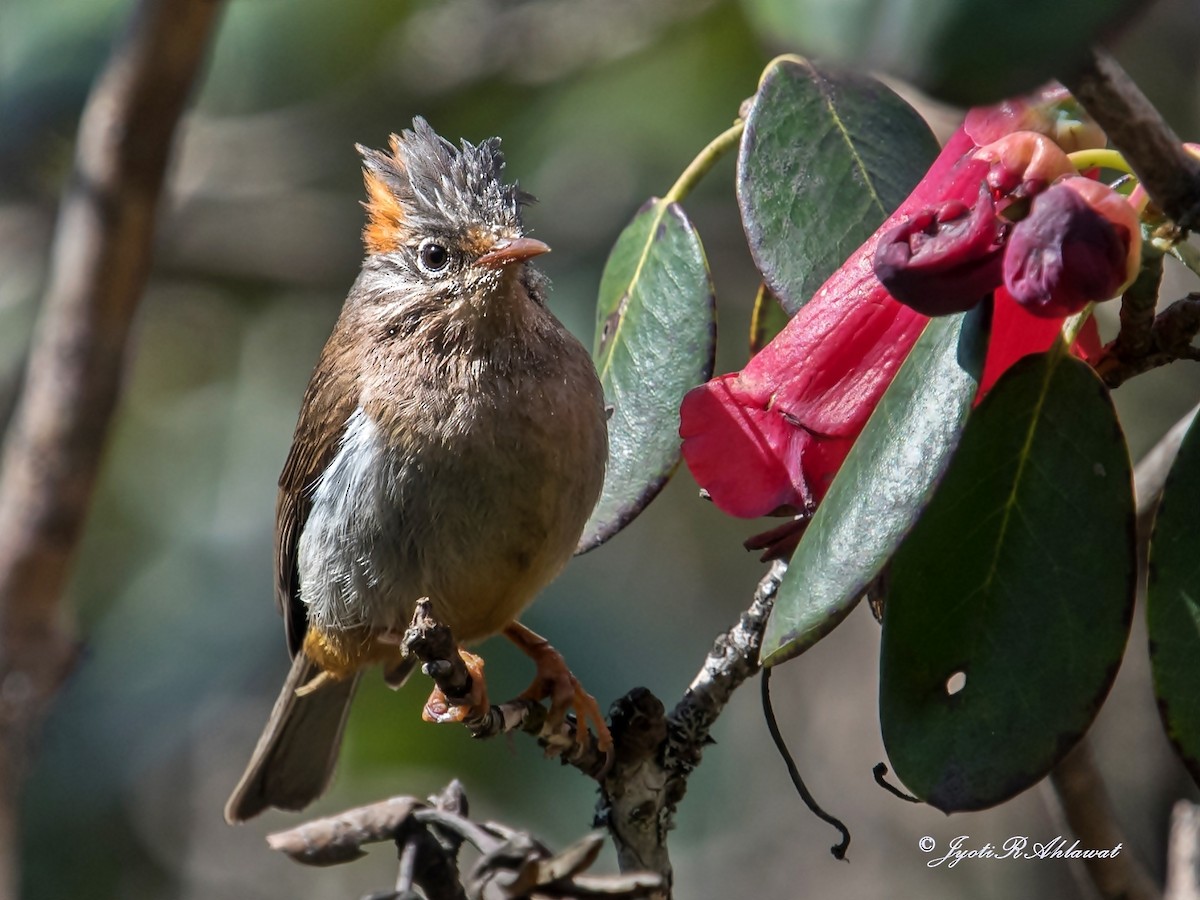 Rufous-vented Yuhina - Jyoti Rani Ahlawat