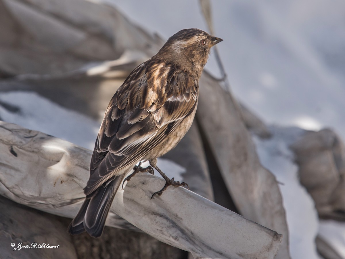 Plain Mountain Finch - Jyoti Rani Ahlawat