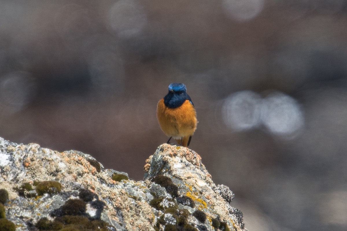 Blue-fronted Redstart - Jyoti Rani Ahlawat