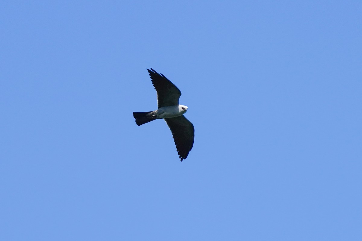 Mississippi Kite - Gary Herritz