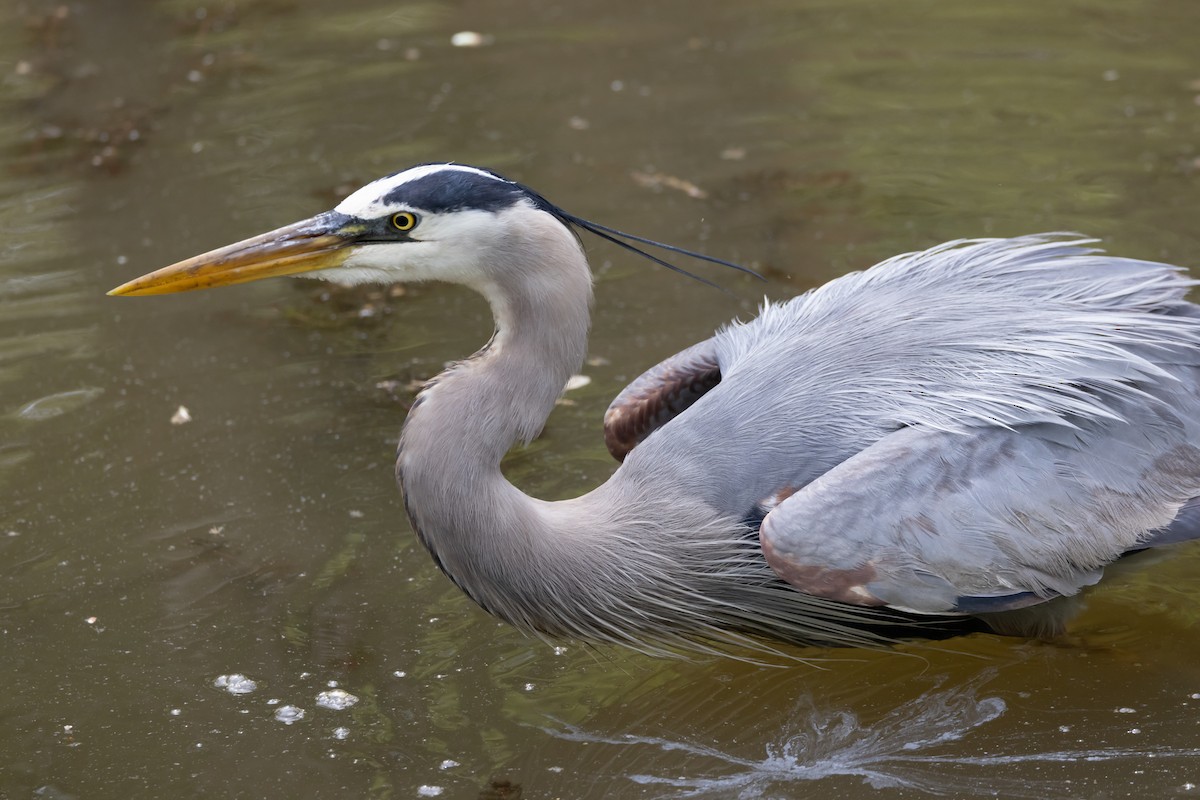 Great Blue Heron - ML577806251