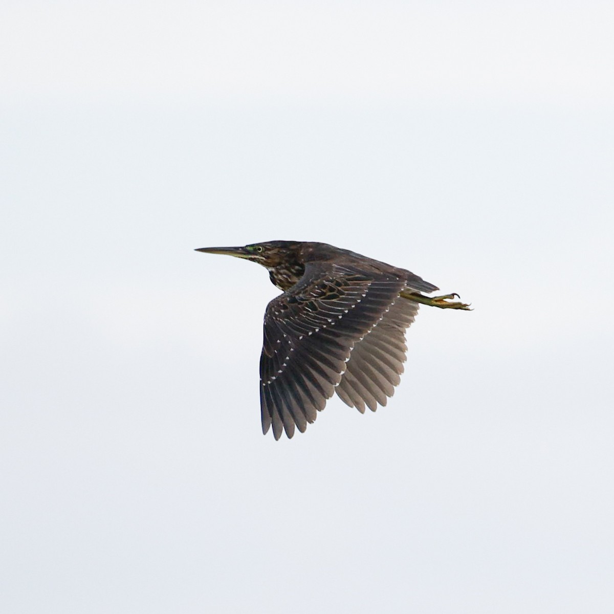 Striated Heron - Rafael Würtemberger