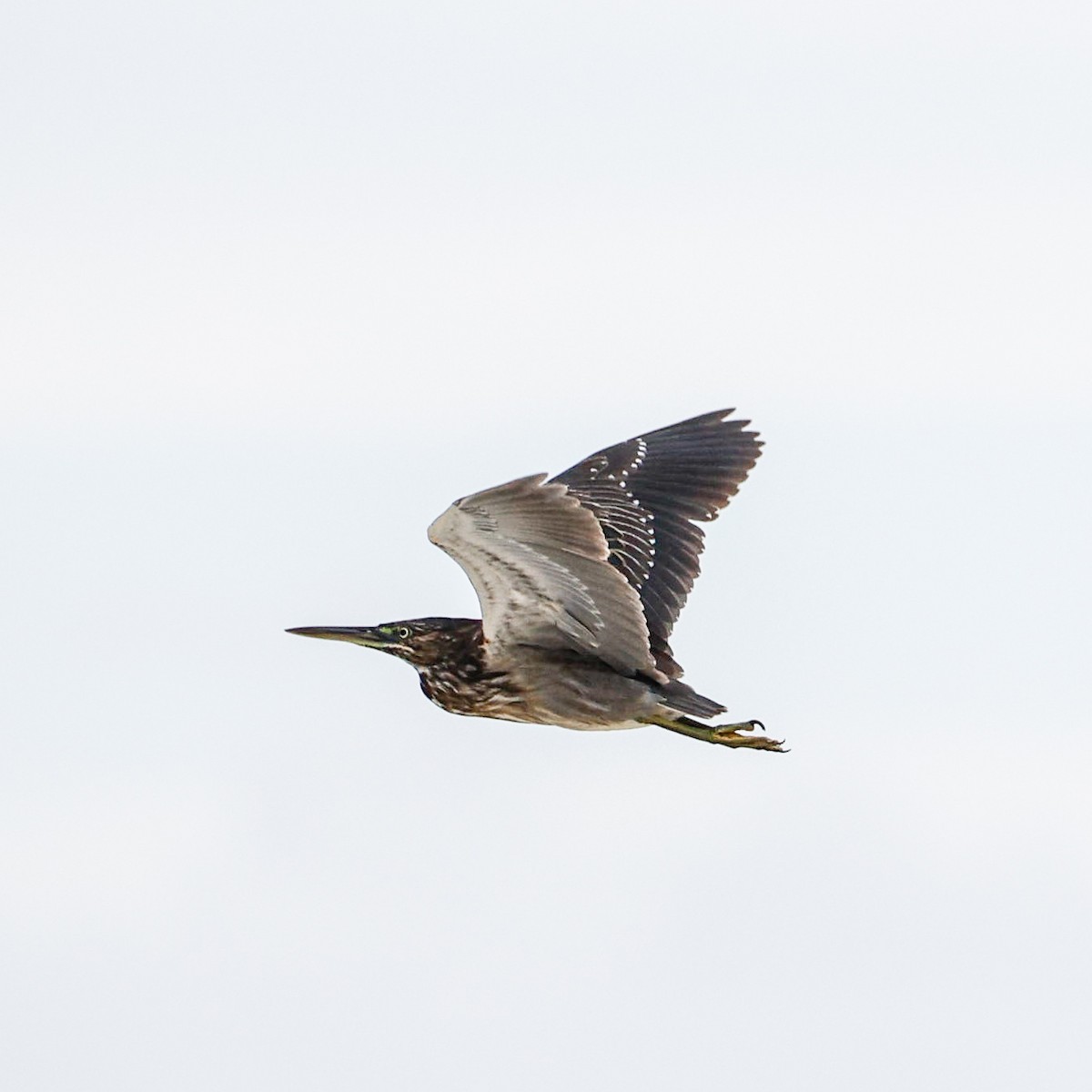 Striated Heron - Rafael Würtemberger