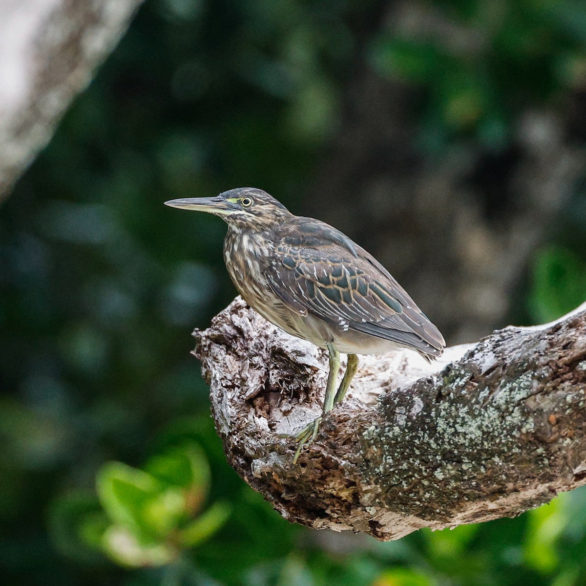 Striated Heron - Rafael Würtemberger