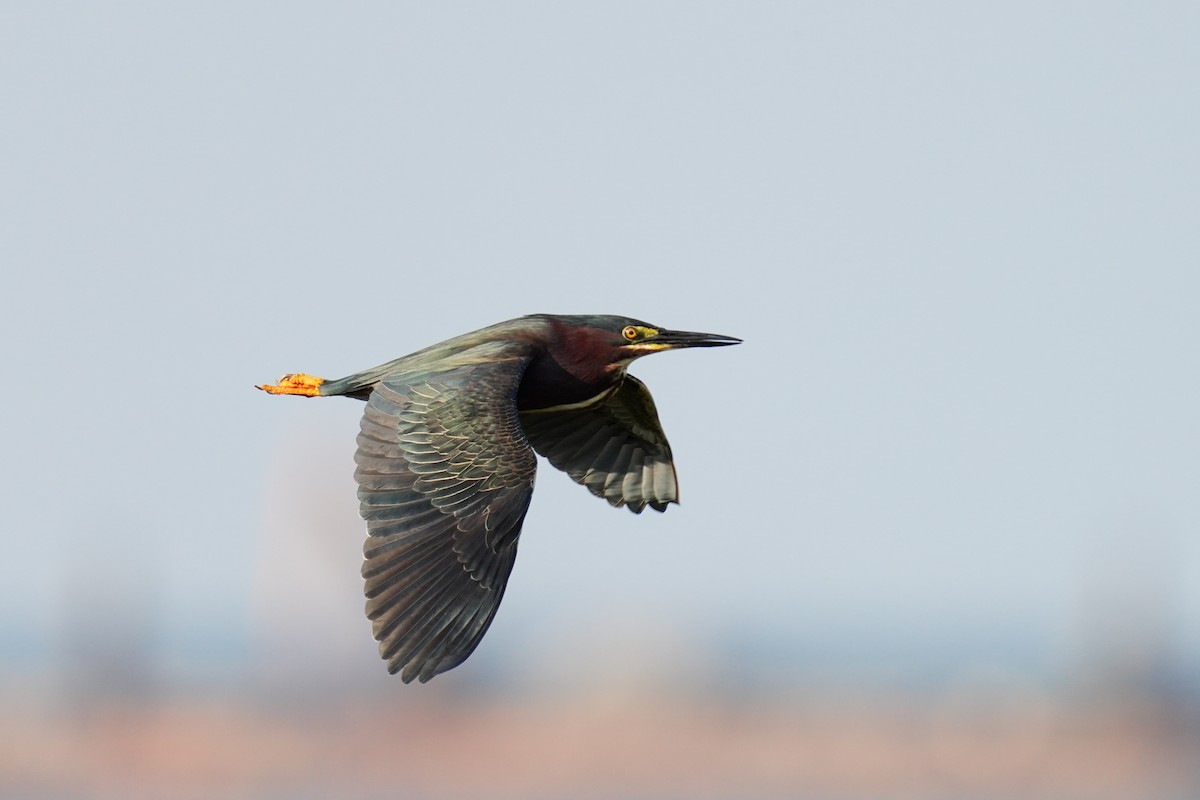 Green Heron - ML577806971