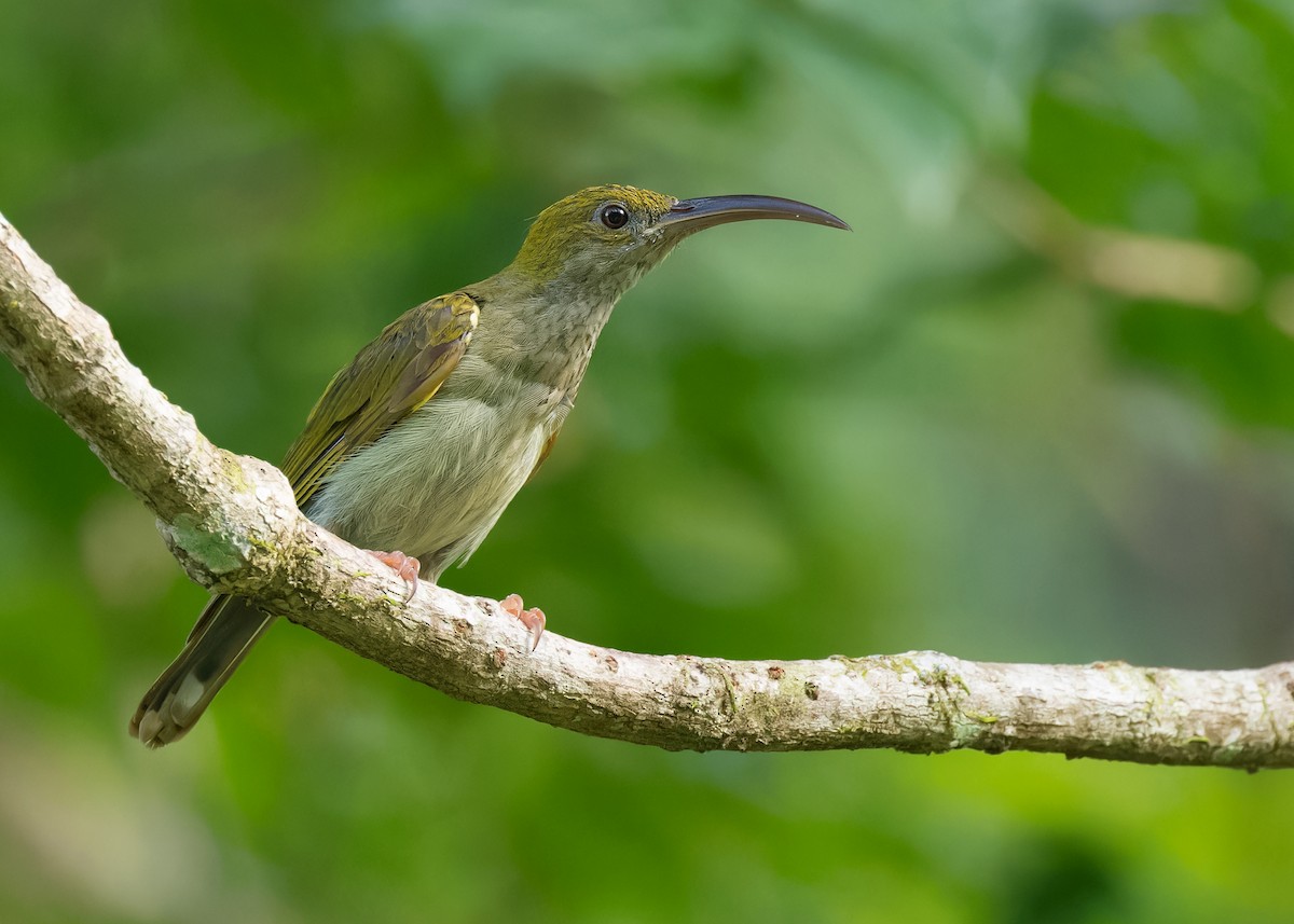 Gray-breasted Spiderhunter - Ayuwat Jearwattanakanok