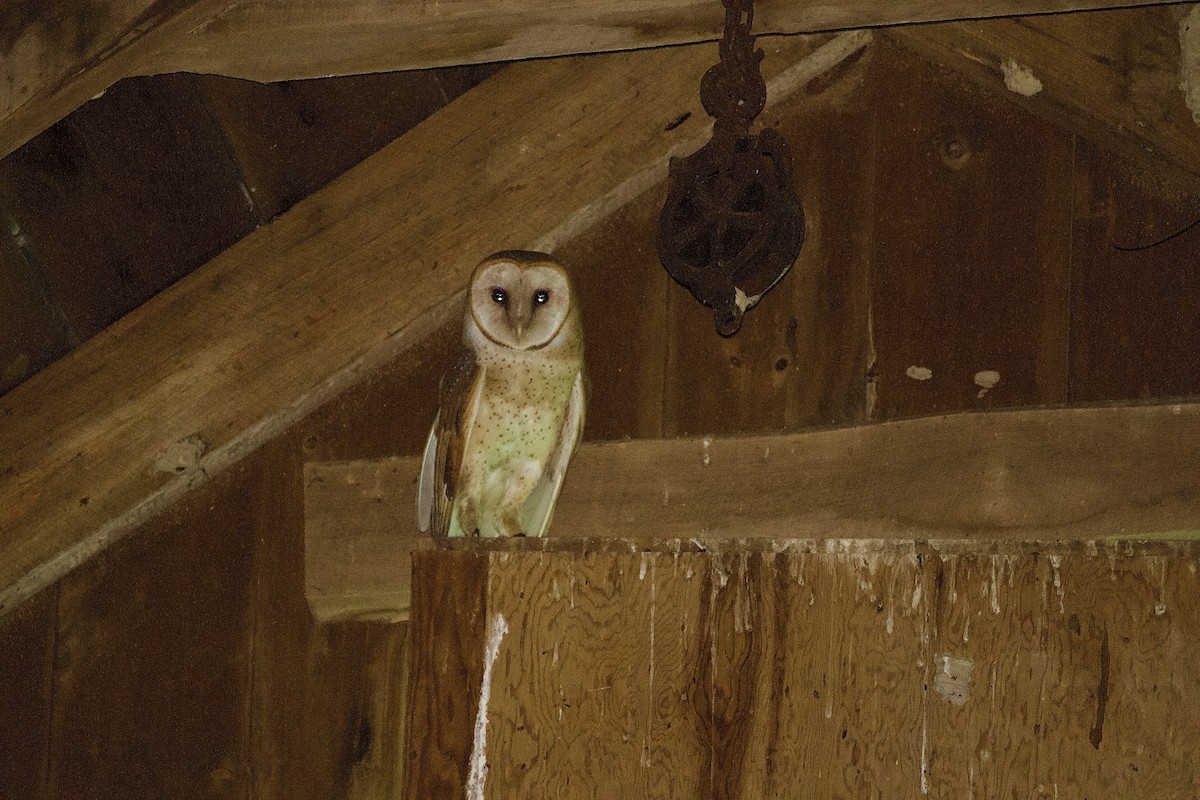 Barn Owl - ML577807481