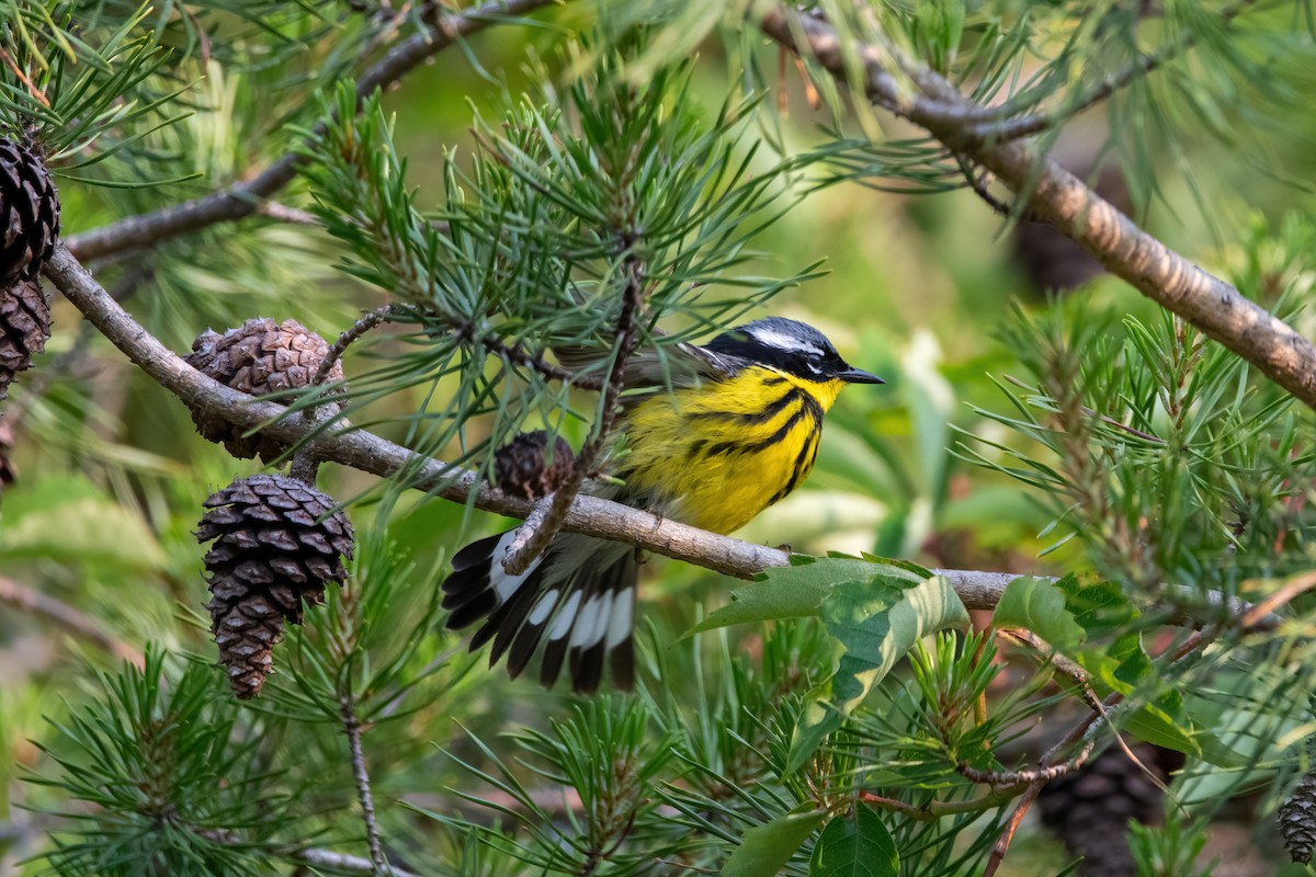 Magnolia Warbler - ML577808121