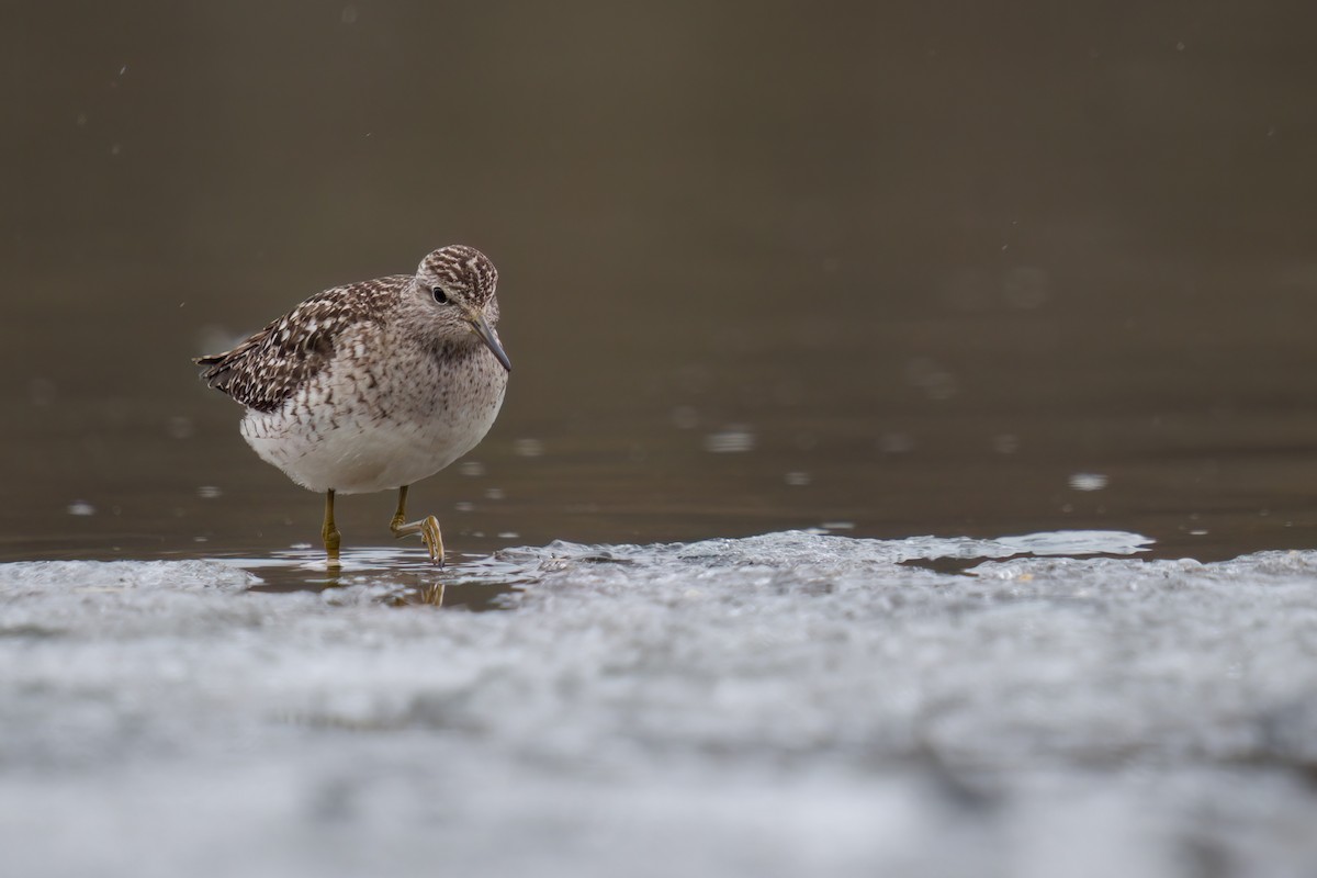 Wood Sandpiper - ML577808711