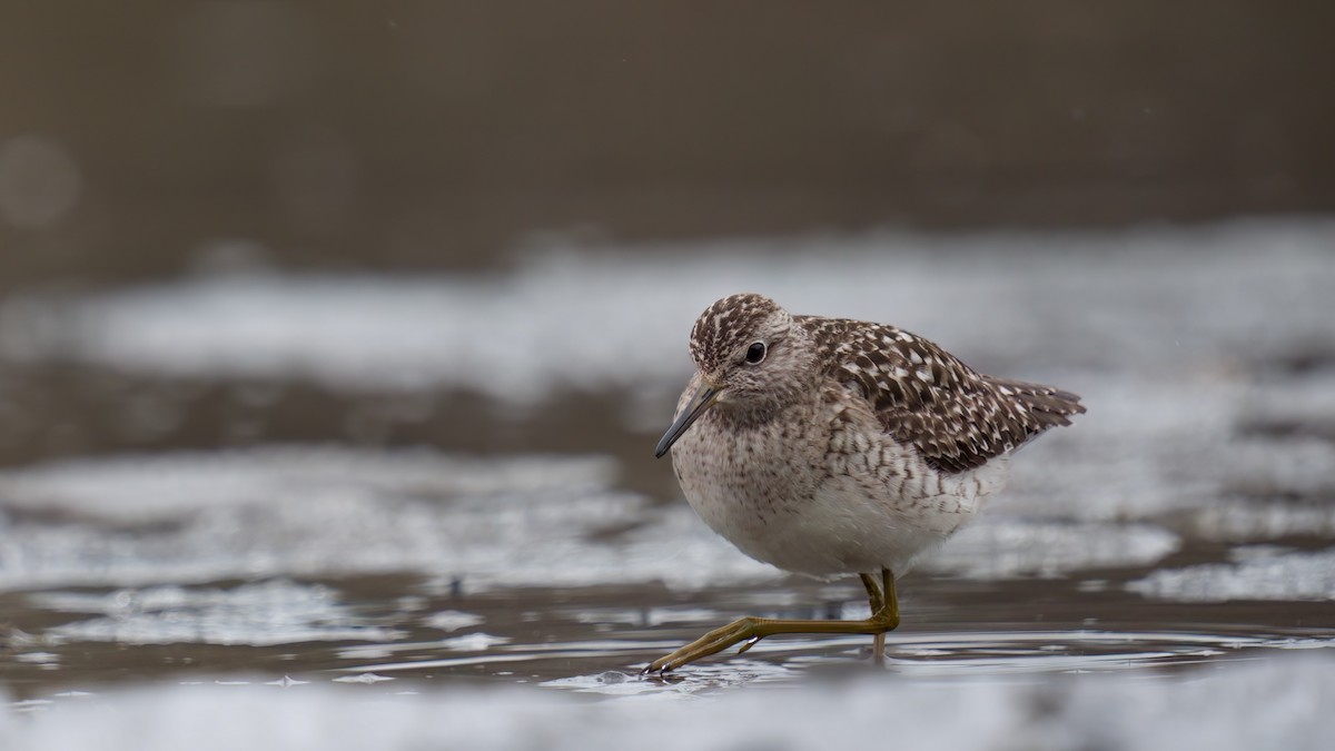 Wood Sandpiper - Benjamin Dignal