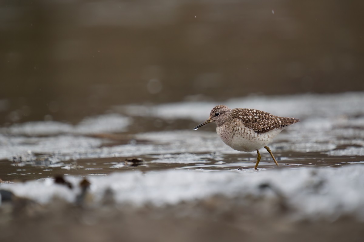 Wood Sandpiper - ML577808741