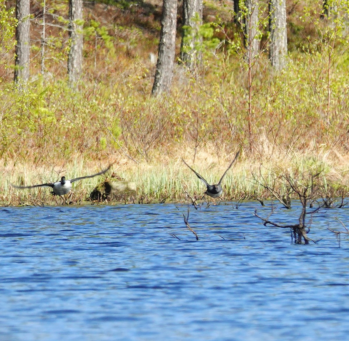 Common Goldeneye - ML577811151