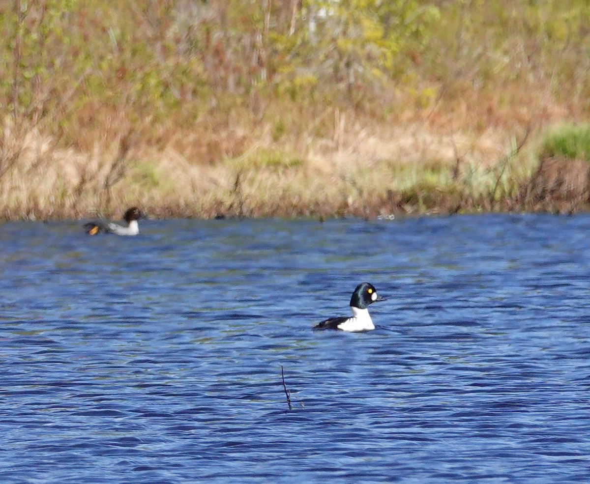 Common Goldeneye - ML577811161