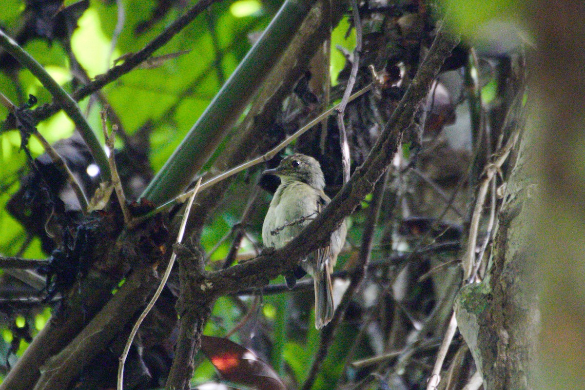 Sula Jungle Flycatcher - ML577813161