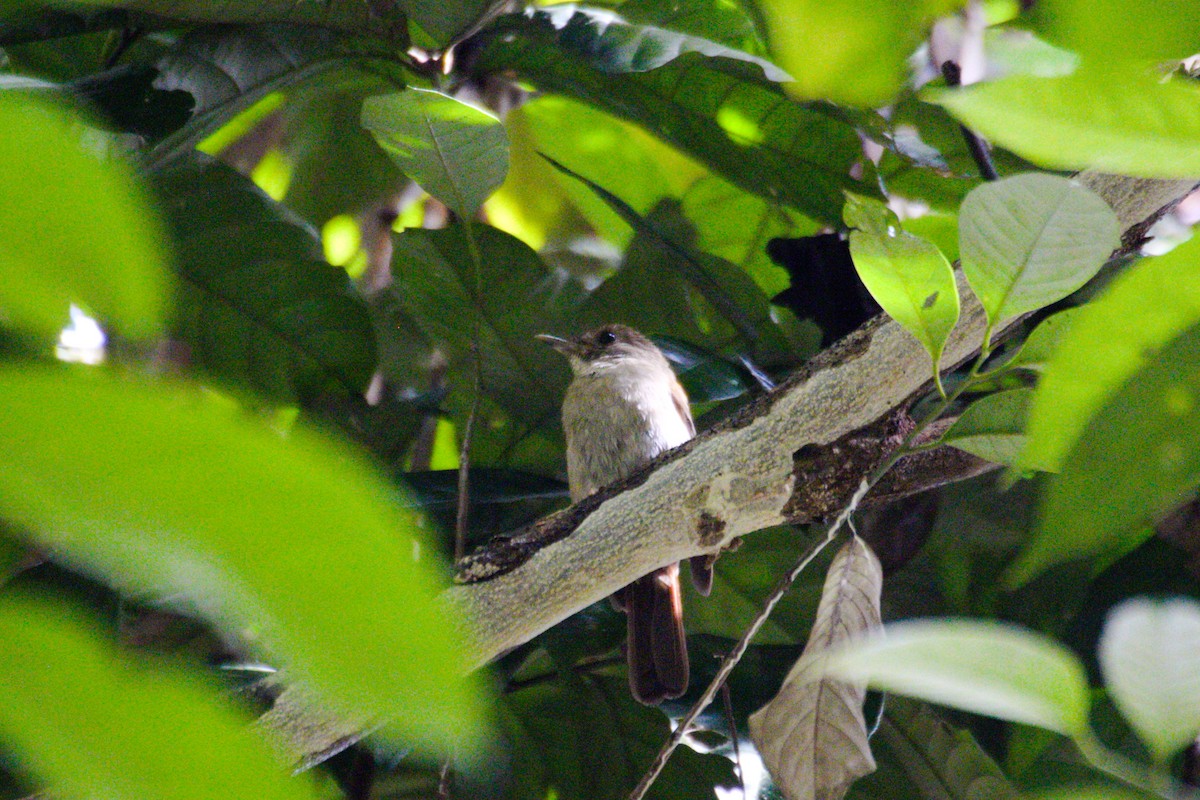 Sula Jungle Flycatcher - ML577813211