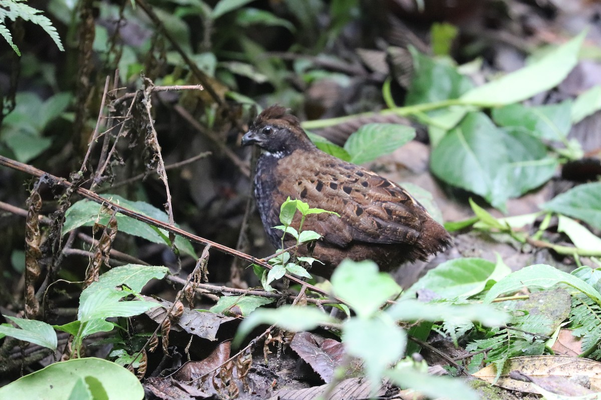 Black-breasted Wood-Quail - ML577813481