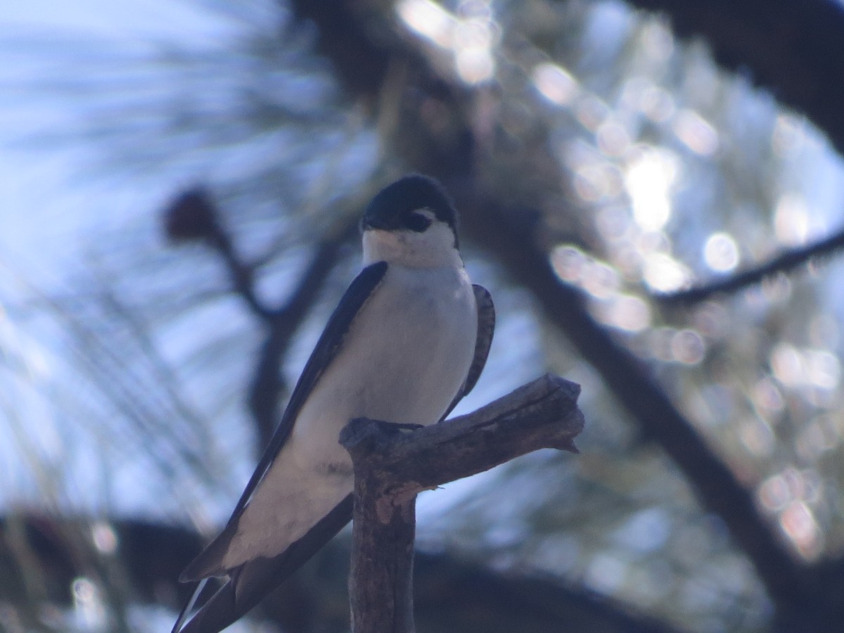 Violet-green Swallow - ML577813761