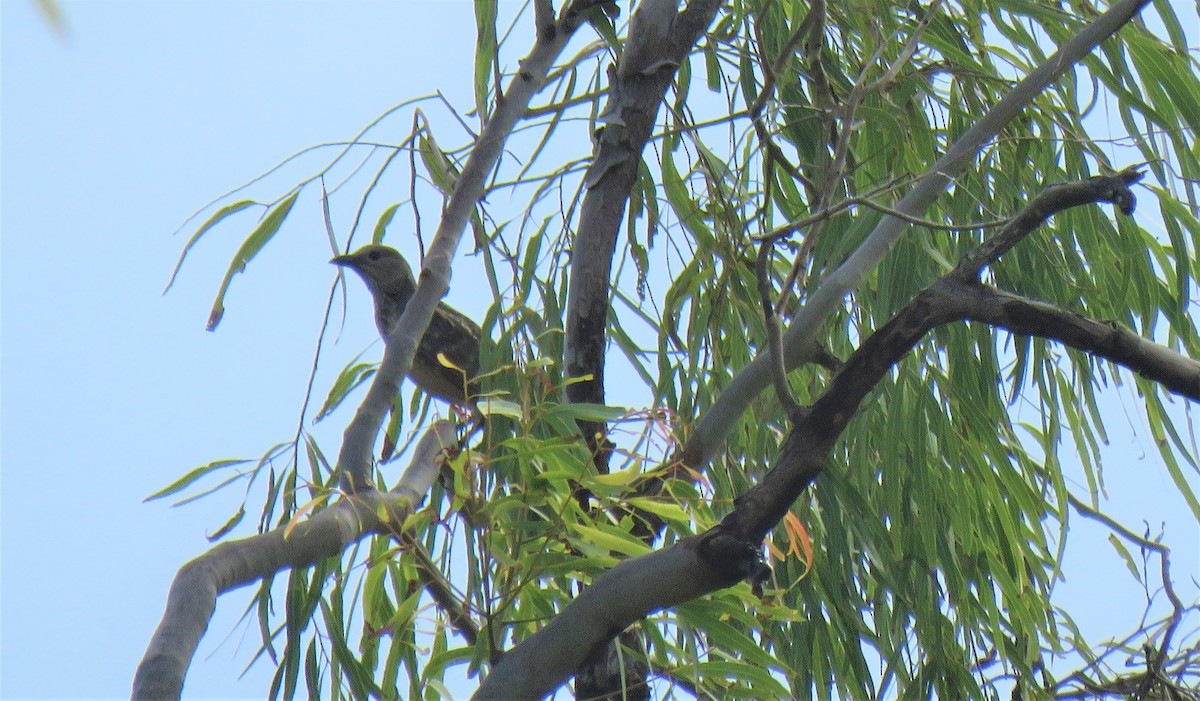 Fawn-breasted Bowerbird - ML577814311