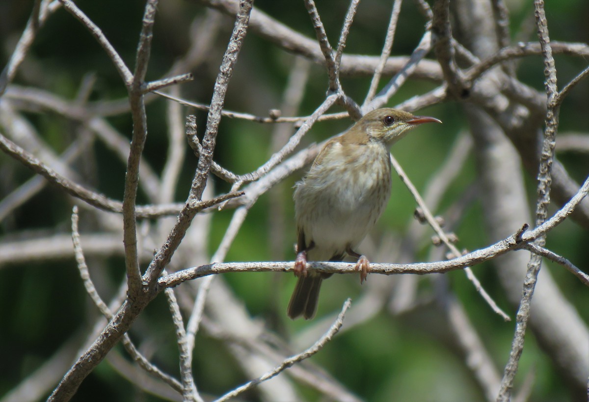 Brown-backed Honeyeater - ML577814771