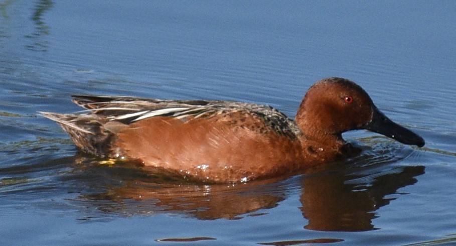 Cinnamon Teal - ML577816331