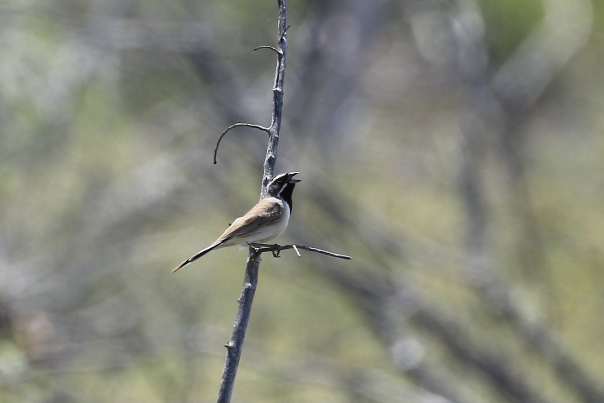 Black-throated Sparrow - ML577817021