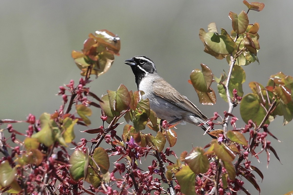 Black-throated Sparrow - ML577817031