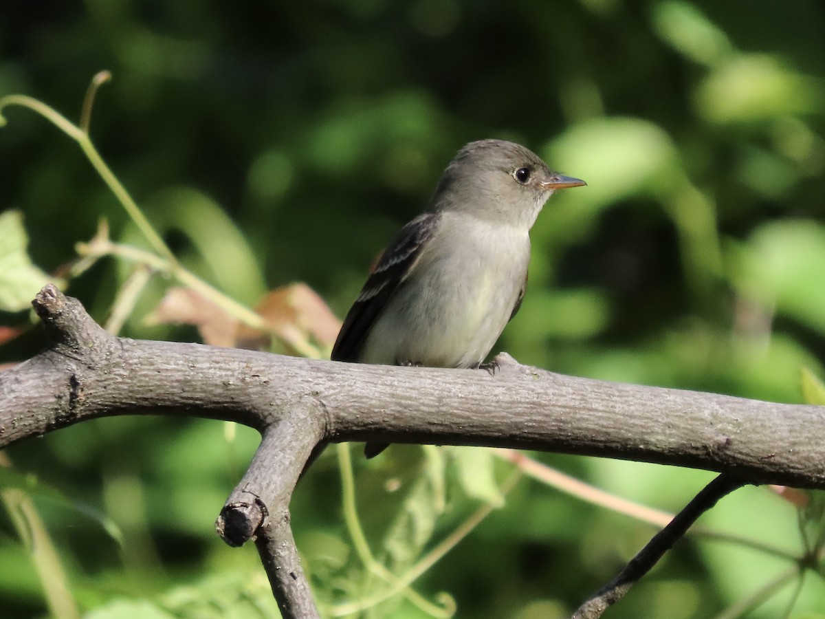 Eastern Wood-Pewee - ML577817291