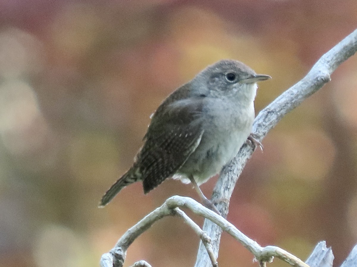 Northern House Wren - ML577817401