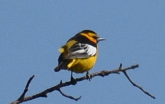 Bullock's Oriole - ML577817621