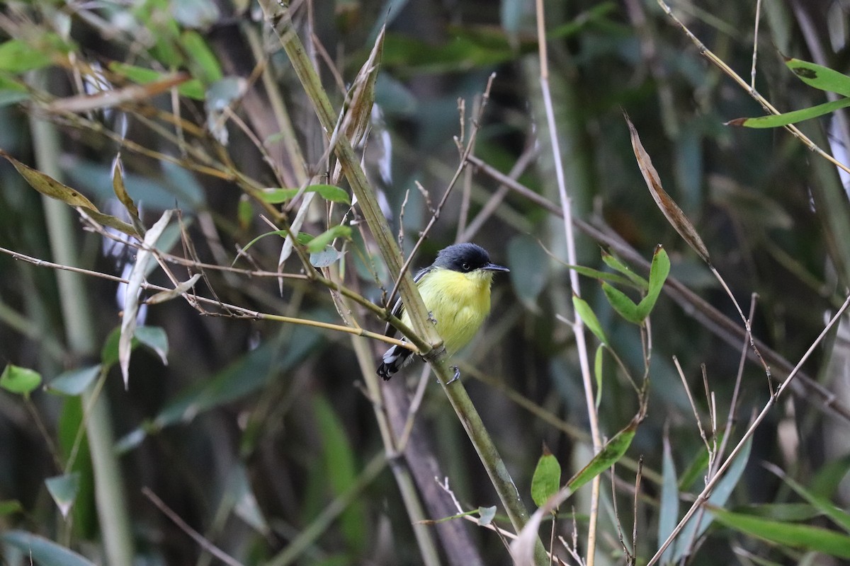 Common Tody-Flycatcher - ML577817691