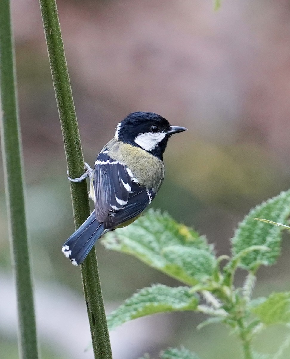 Green-backed Tit - ML577818201