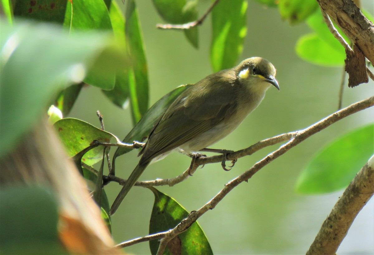 Graceful Honeyeater - ML577818301