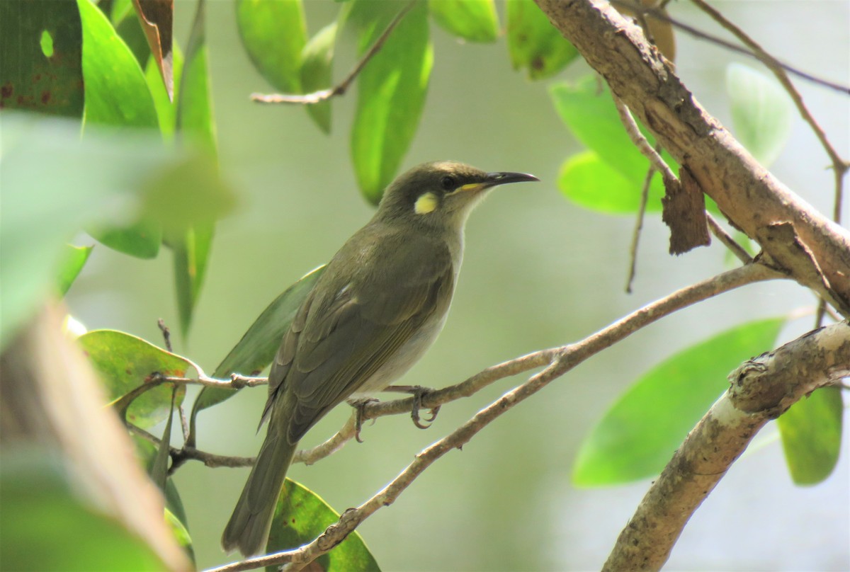 Graceful Honeyeater - ML577818311