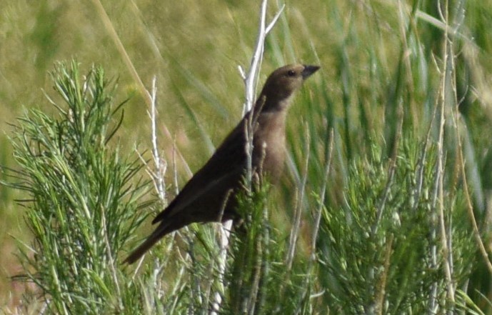 Brown-headed Cowbird - ML577818591