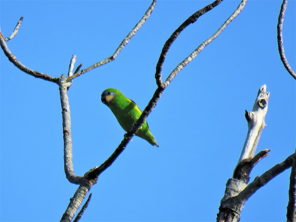 Краснощёкий фиговый попугайчик - ML577819801