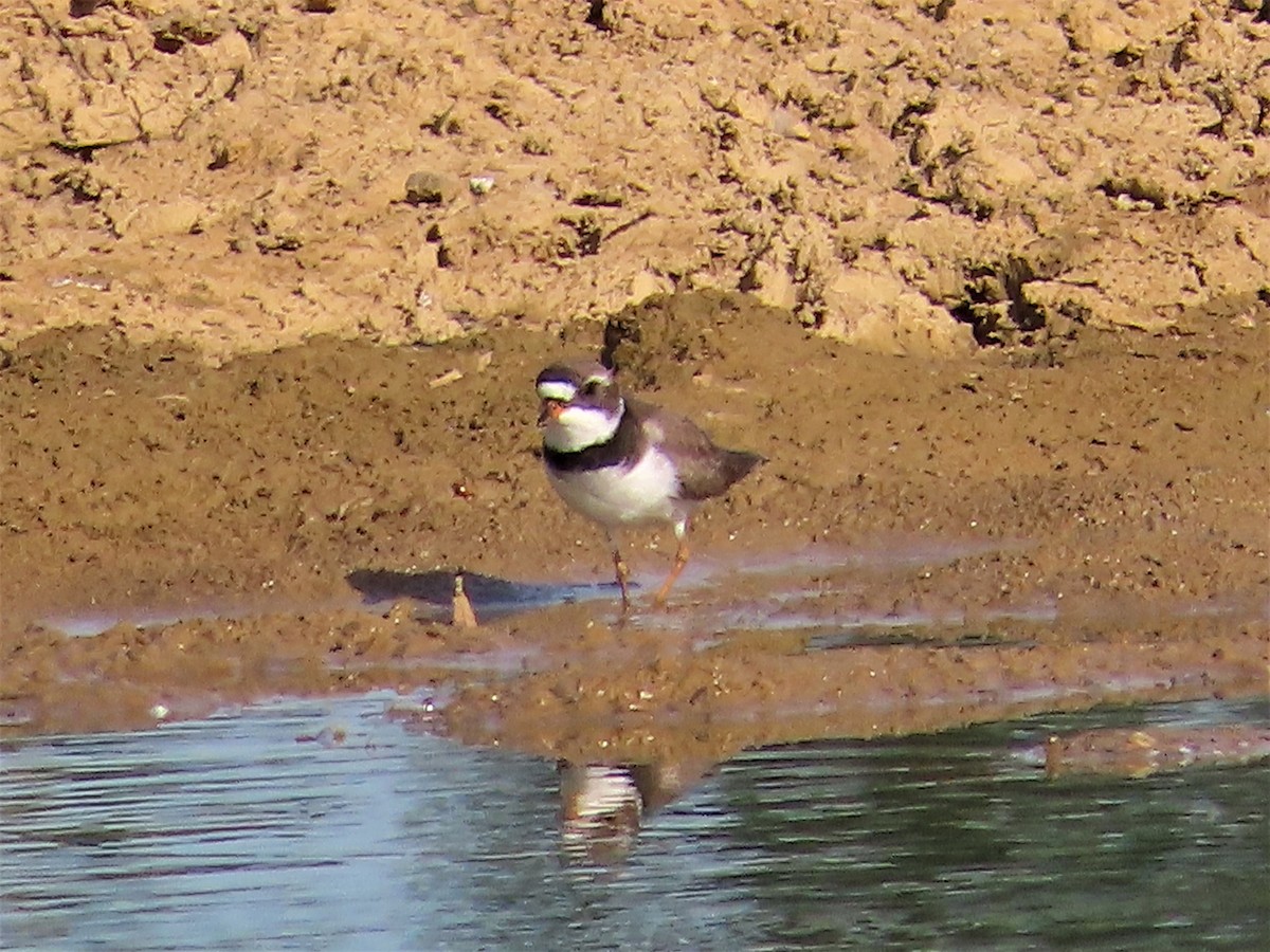 Semipalmated Plover - ML577821971