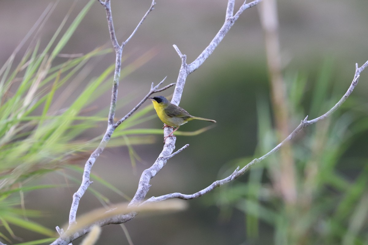 Gray-crowned Yellowthroat - ML577823051