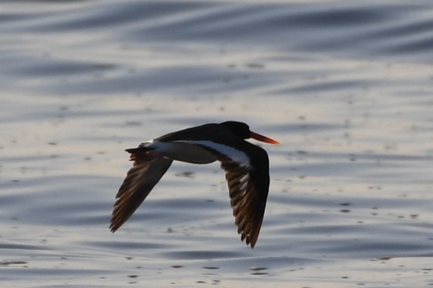 American Oystercatcher - ML577823081