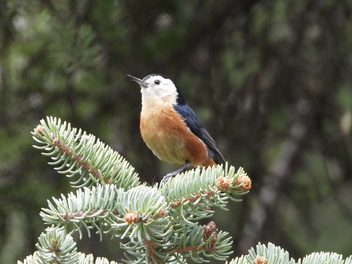 Przevalski's Nuthatch - ML577823991