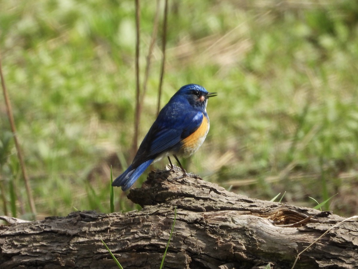 Himalayan Bluetail - 白 杨