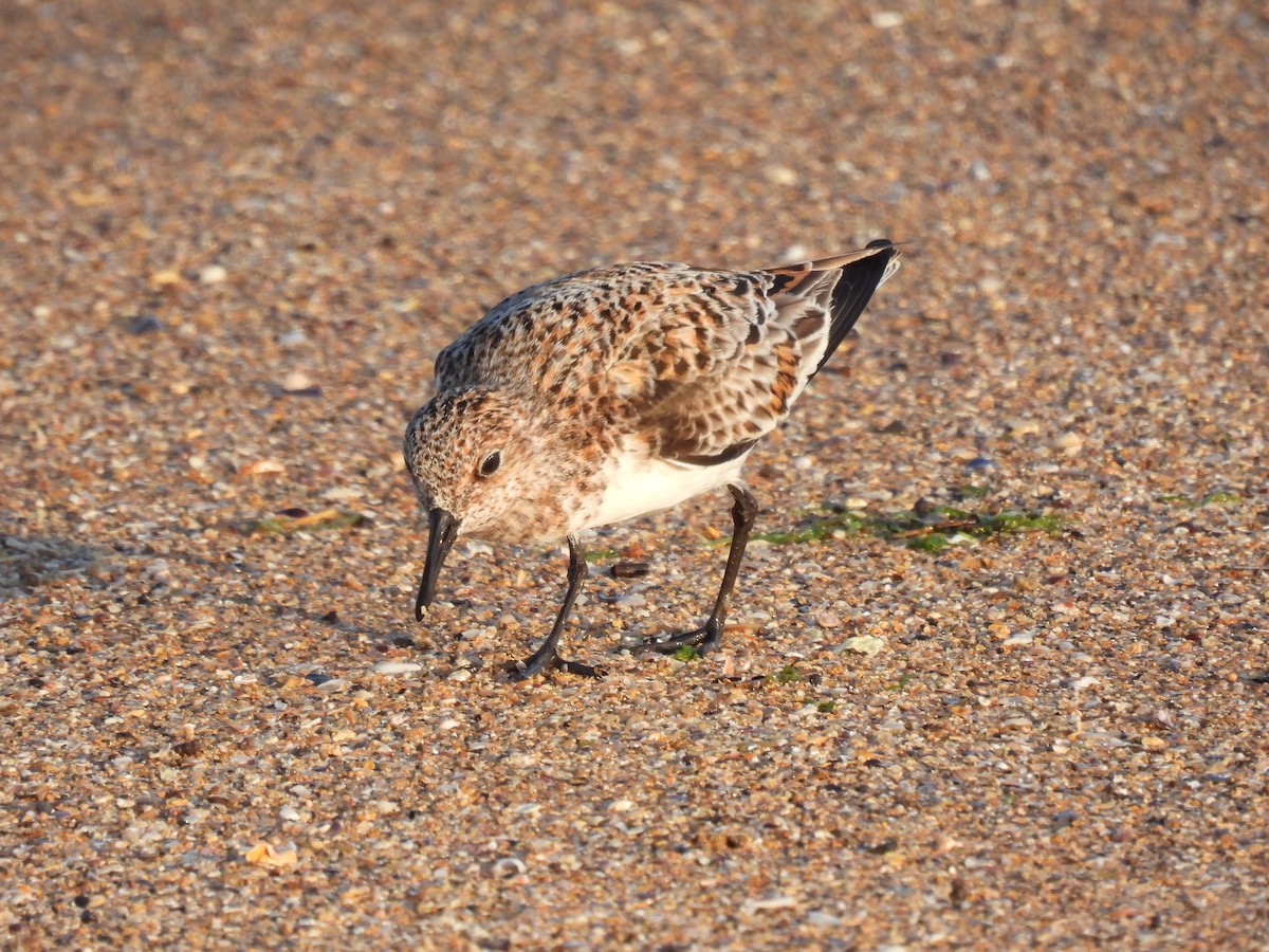 Sanderling - Brigitte ibens