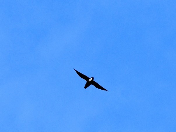 Chimney Swift - ML577824551